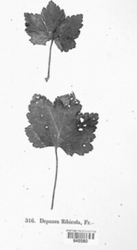 Mycosphaerella ribis image